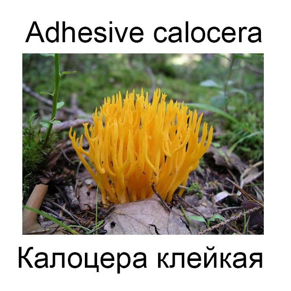 Грибы